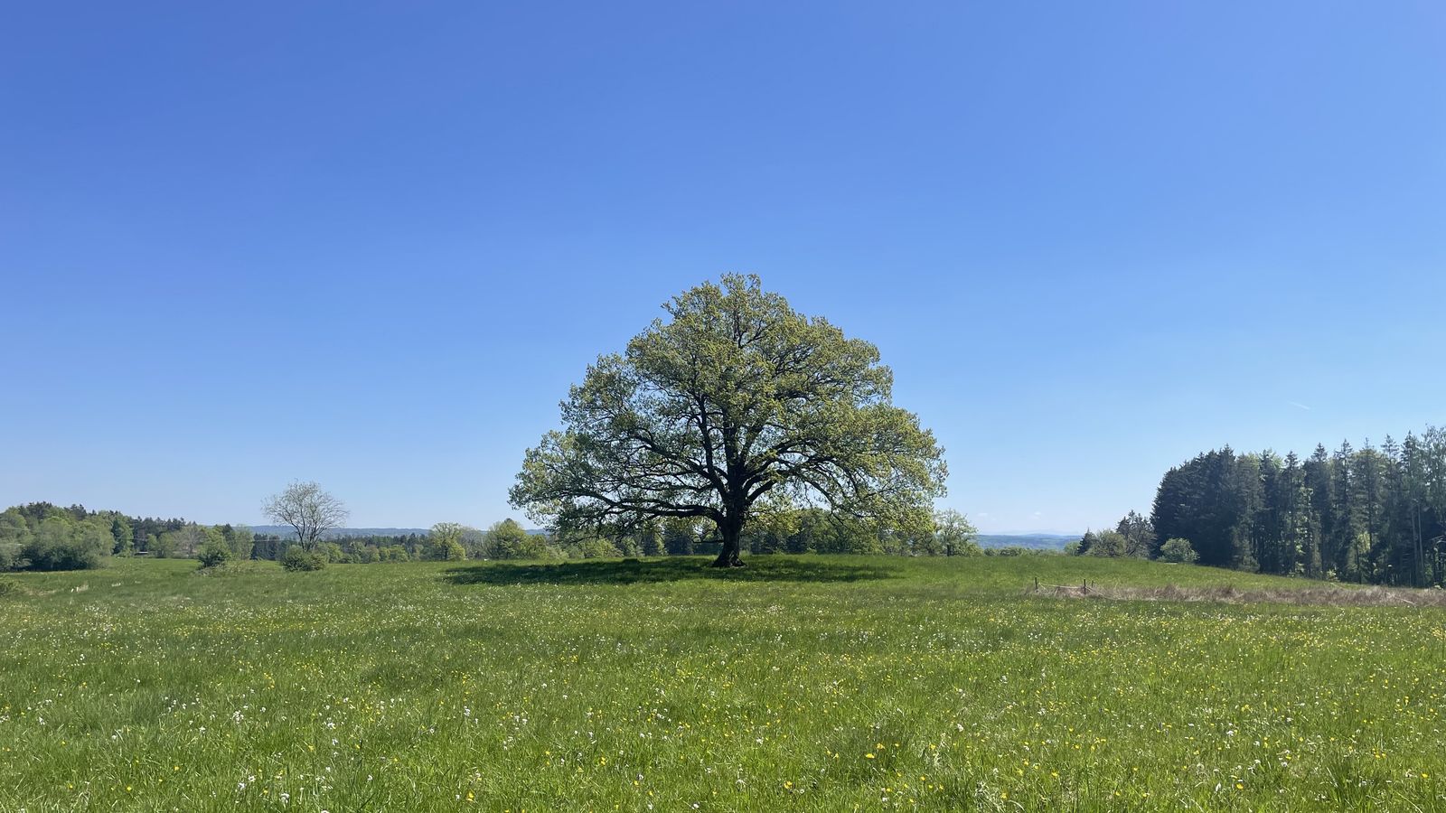 Eiche auf weiter Wiese – Sinnbild für Souveränität und Beständigkeit